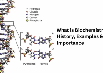 What is Biochemistry History, Examples & Importance