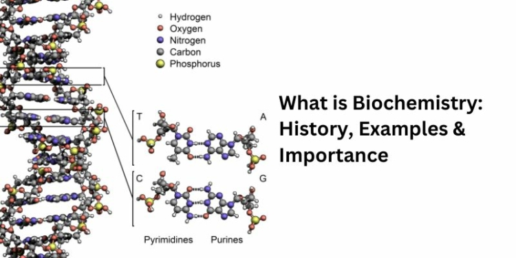 What is Biochemistry History, Examples & Importance