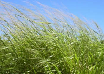 What is Guinea Grass Scientific Name