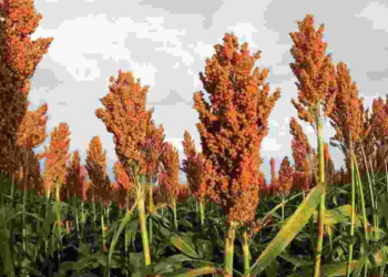 Finger Millet