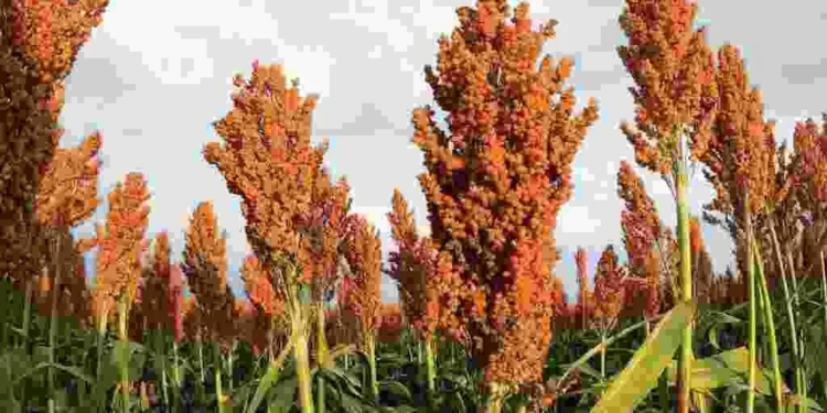 Finger Millet