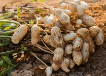 Botanical Name of Groundnut