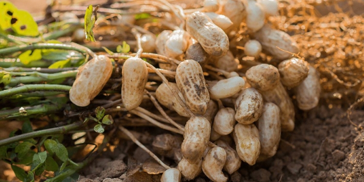 Botanical Name of Groundnut