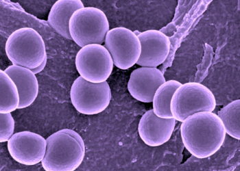 Staphylococcus Aureus