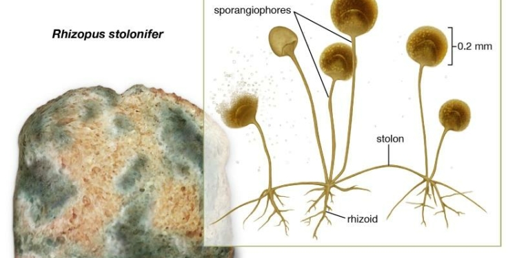 Rhizopus