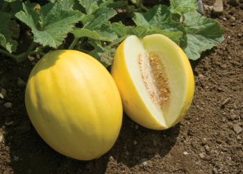 Golden Melon Benefits