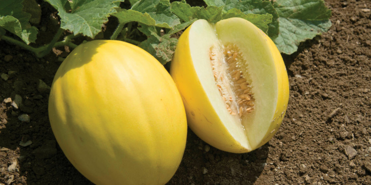 Golden Melon Benefits