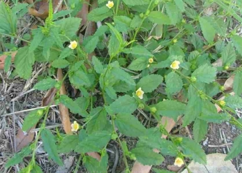 Botanical Name of Stubborn Grass