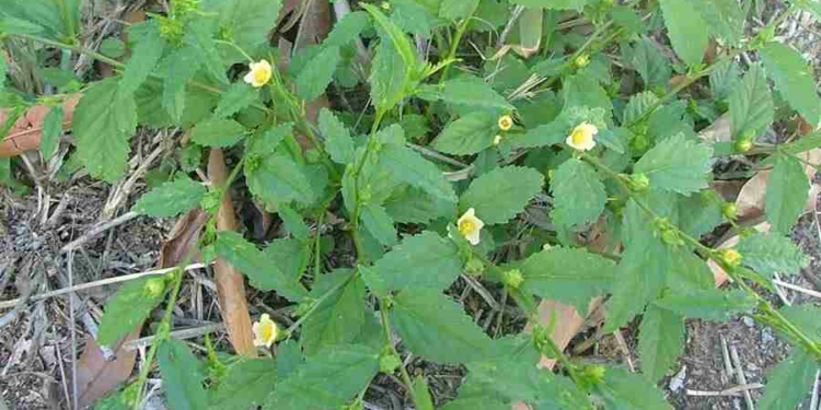 Botanical Name of Stubborn Grass