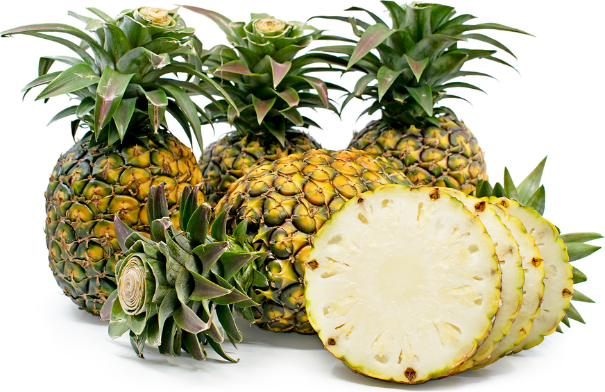 Pineapple Scientific Name