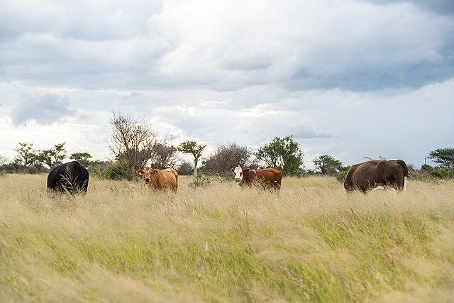 Types of Land