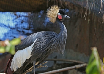 What is the National Bird of Nigeria?