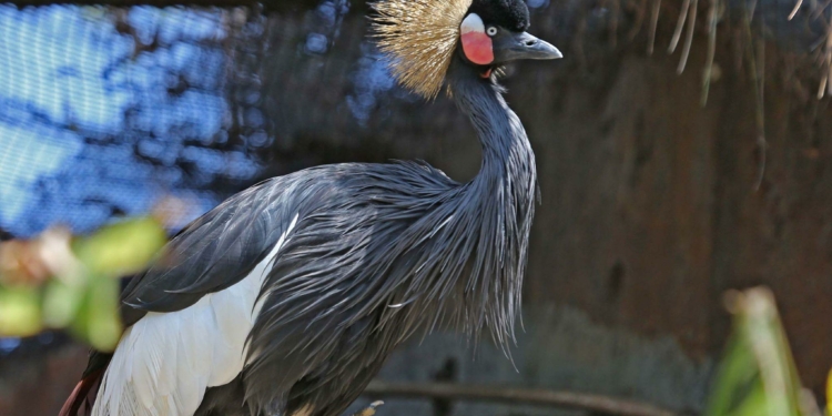 What is the National Bird of Nigeria?