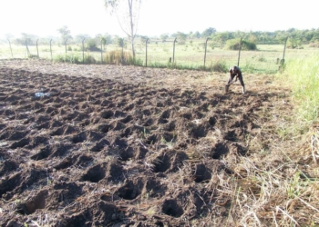 Types of Planting