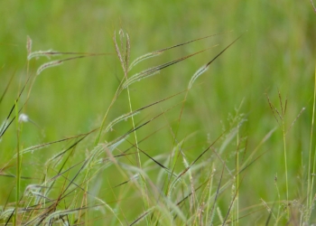 Spear Grass