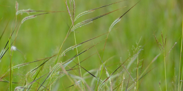 Spear Grass