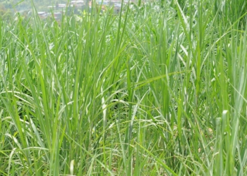 Botanical Name of Elephant Grass