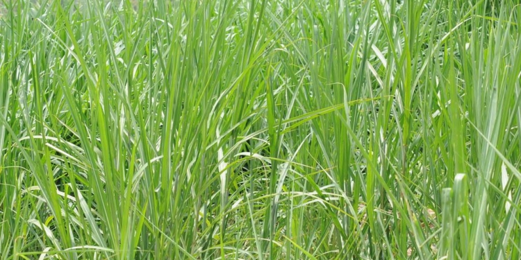 Botanical Name of Elephant Grass