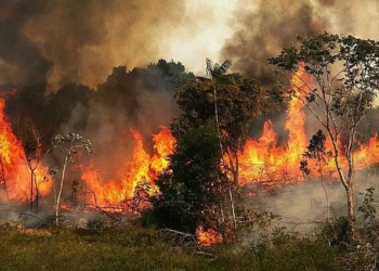 Bush Burning