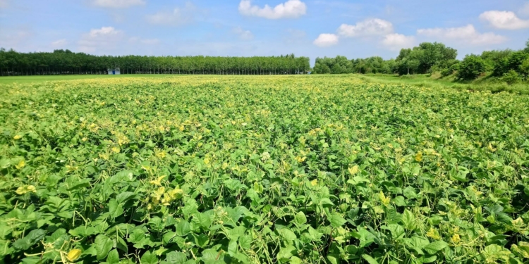 Examples of Annual Crops