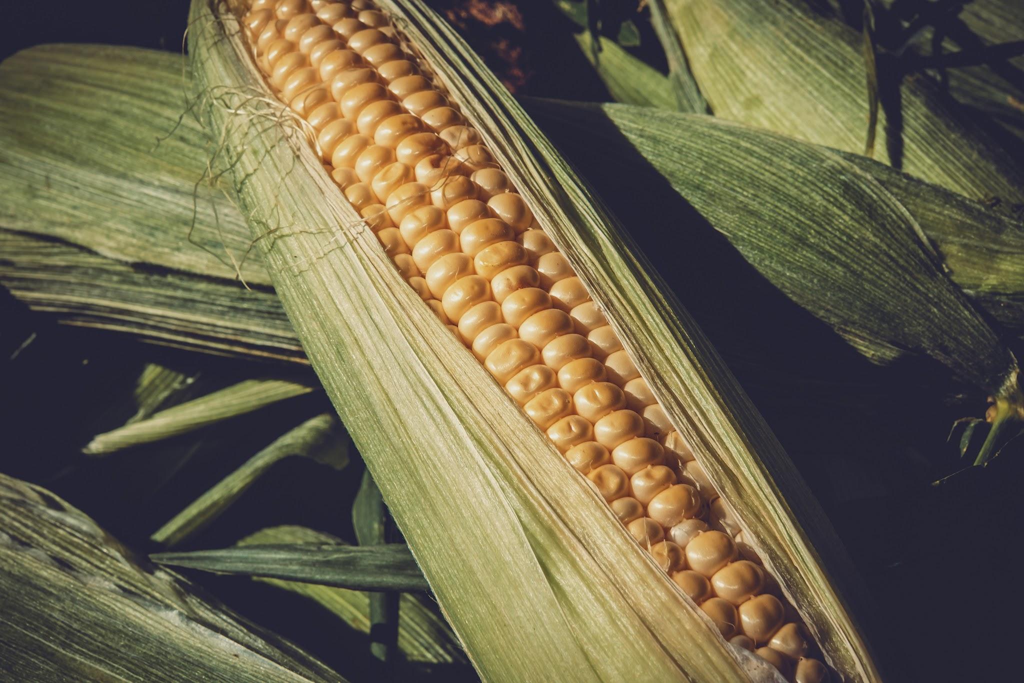 Examples of Annual Crops