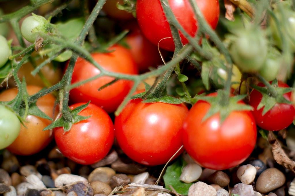 Examples of Annual Crops