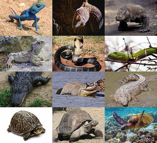 Examples of Reptiles