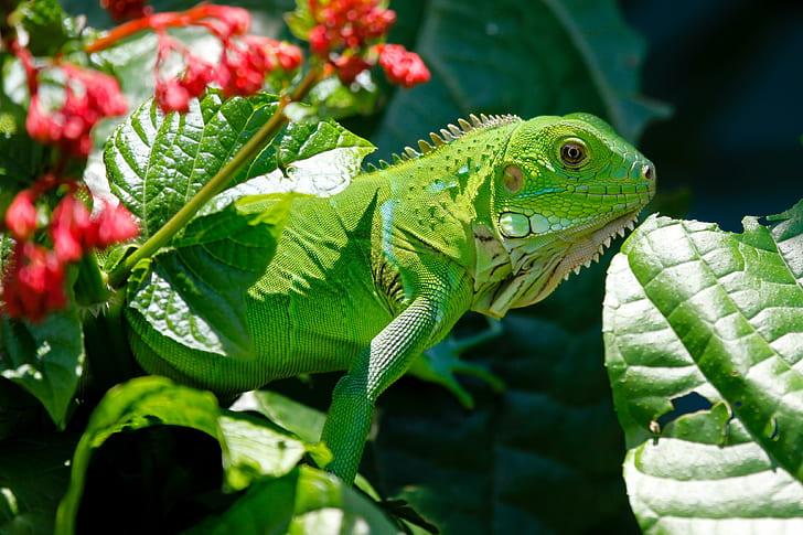 Examples of Reptiles