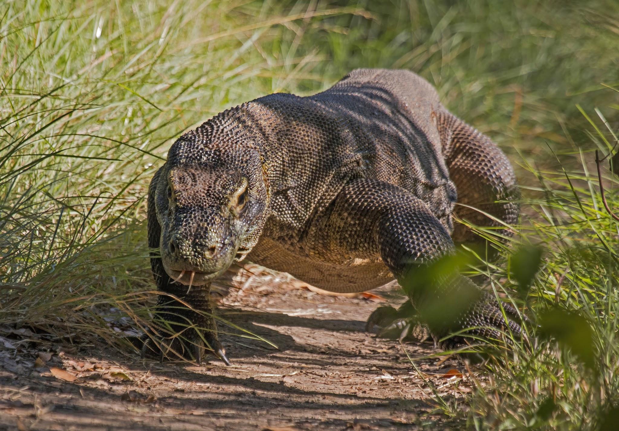 Examples of Reptiles