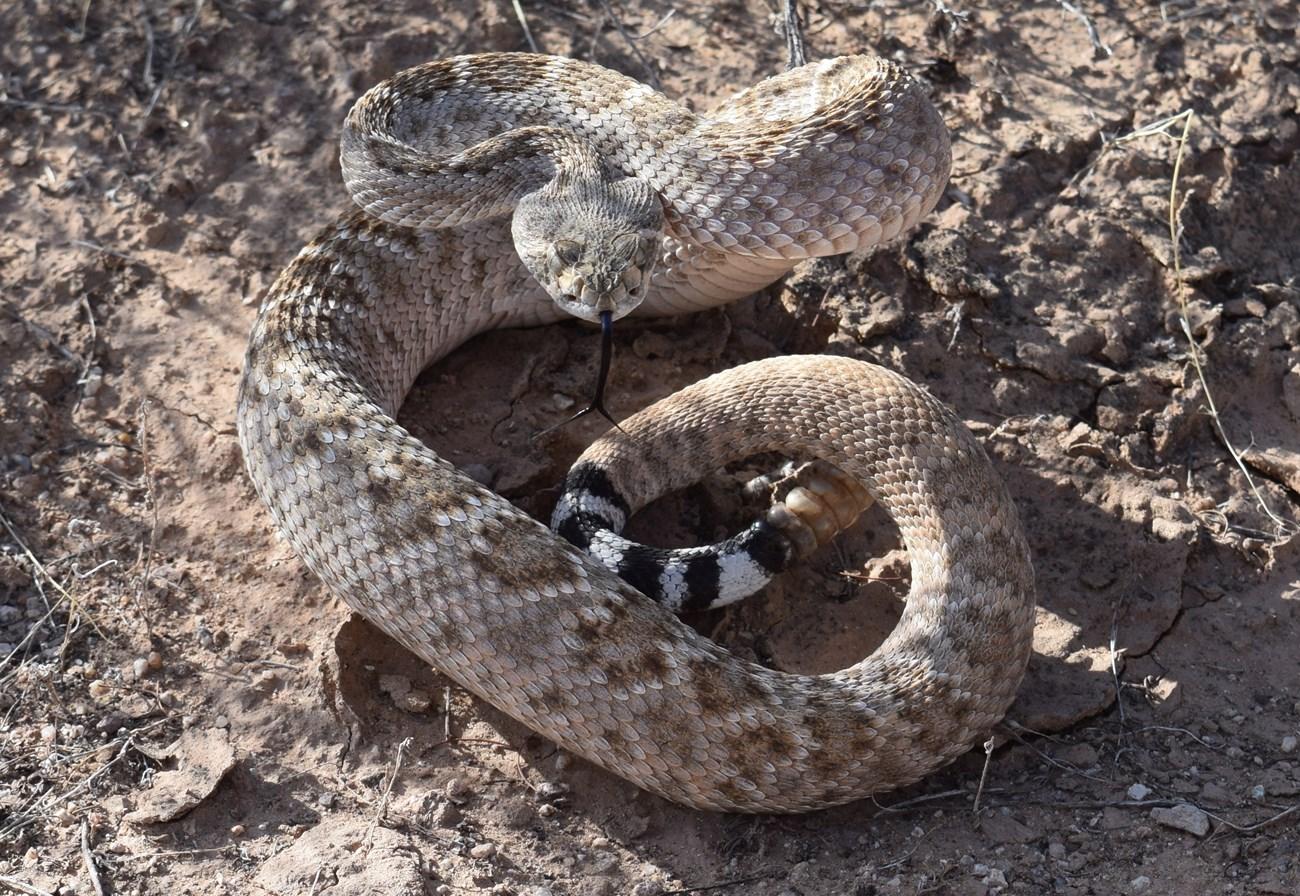 Examples of Reptiles