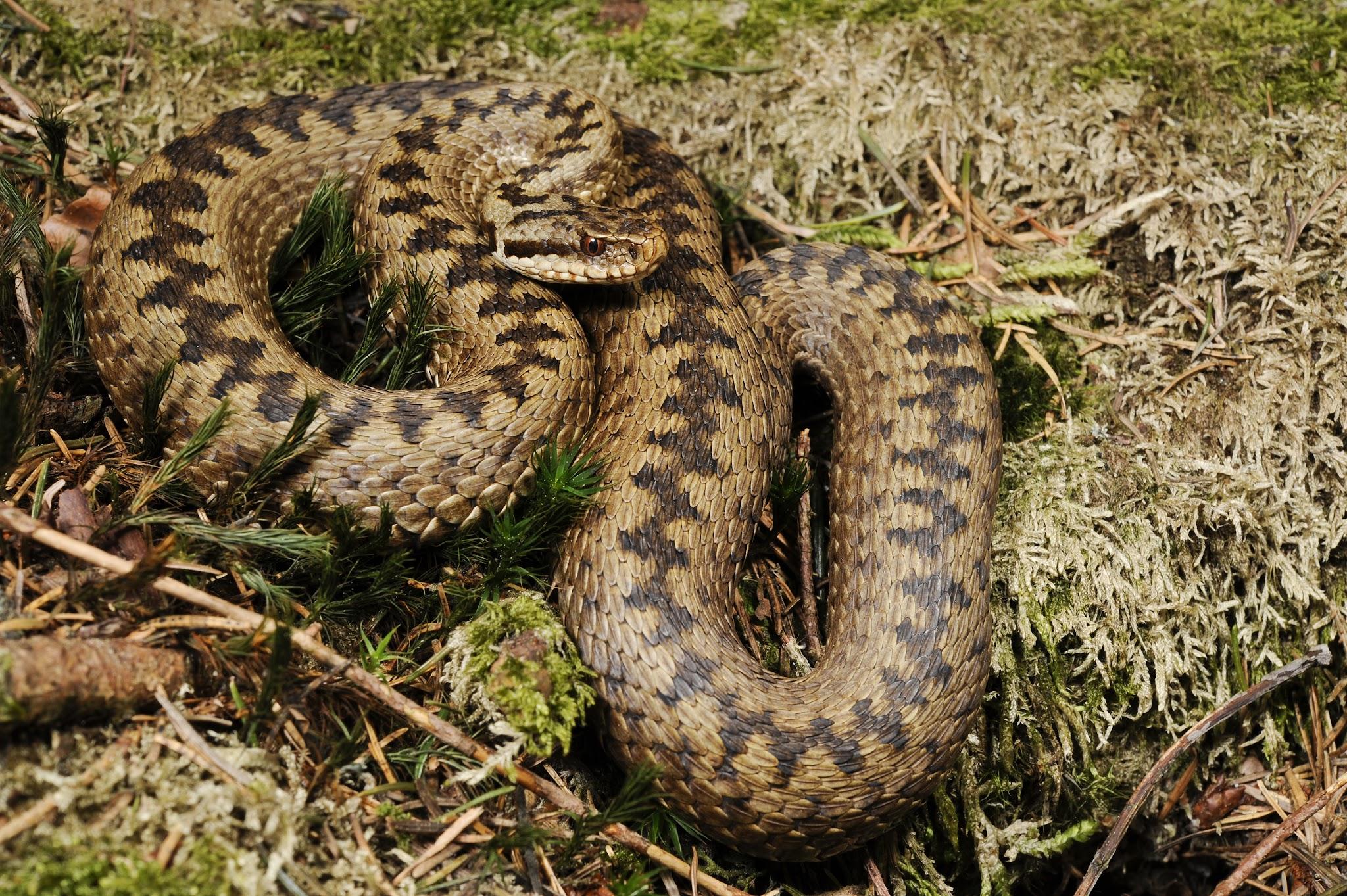 Examples of Reptiles