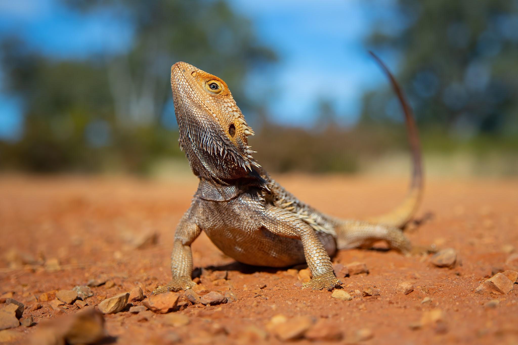 Examples of Reptiles