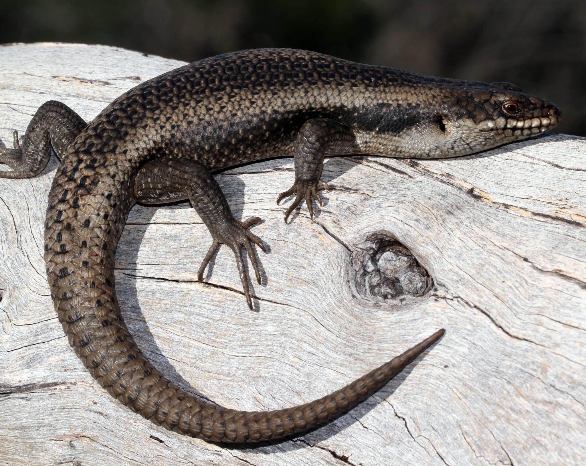 Examples of Reptiles