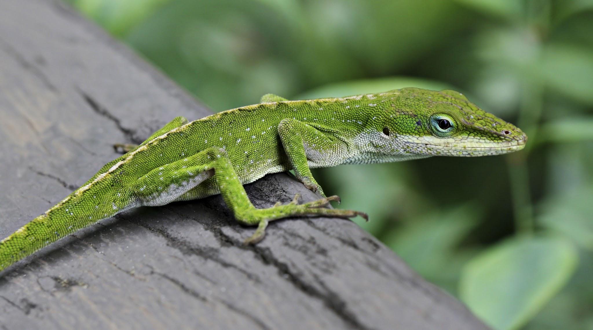 Examples of Reptiles