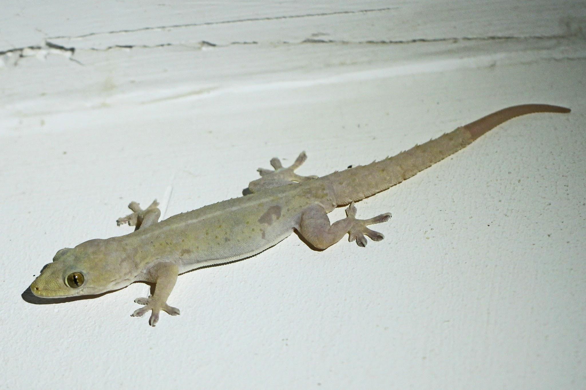 Examples of Reptiles