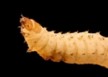 Mouth Larva