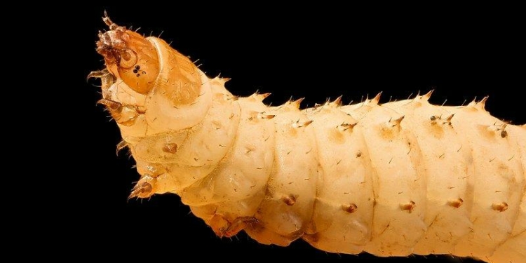 Mouth Larva