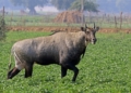 Nilgai