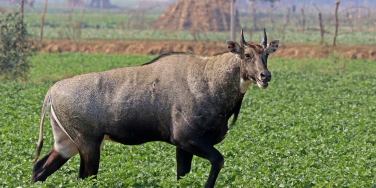 Nilgai