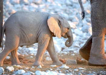 Baby Elephant Called