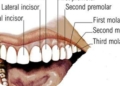 Dental Formula of Man