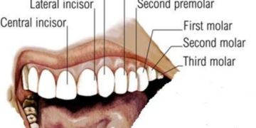 Dental Formula of Man