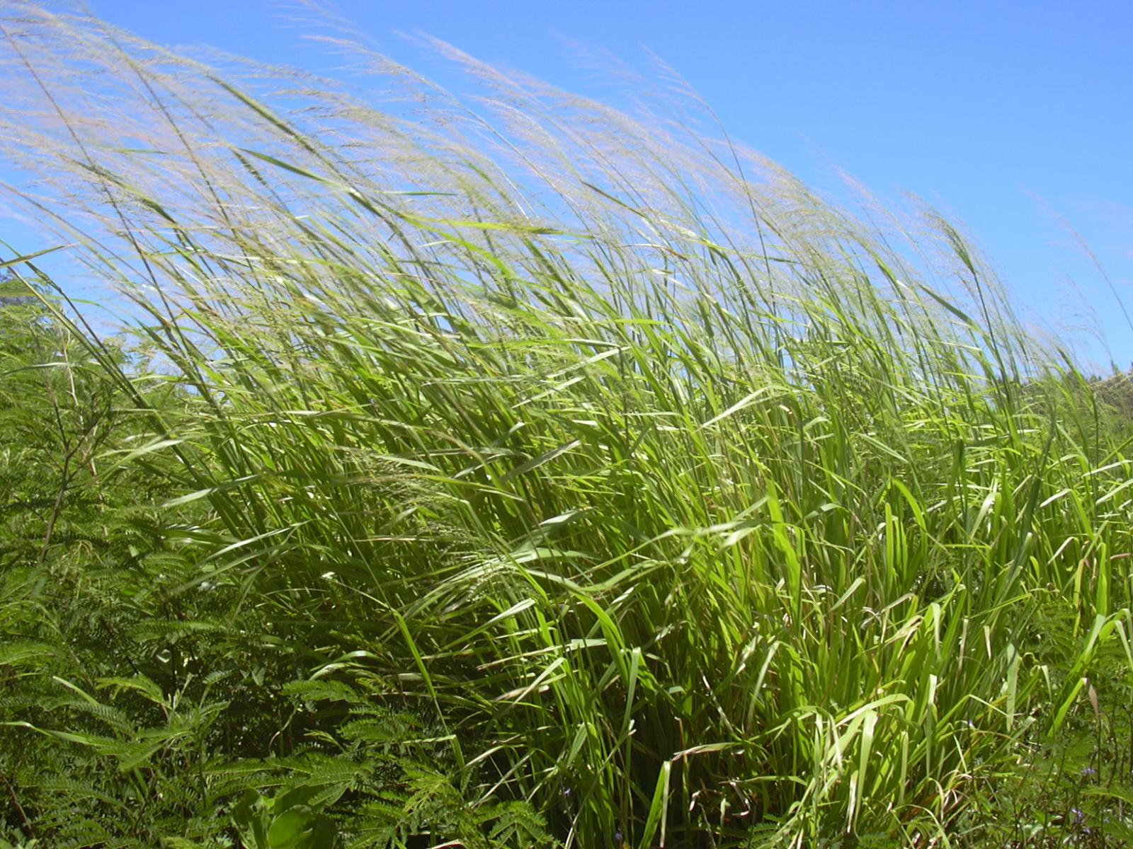 Guinea Grass Scientific Name