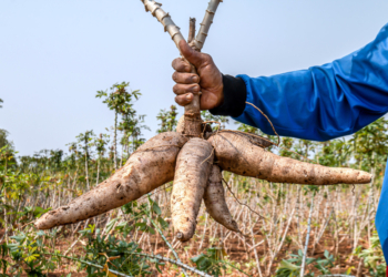 Botanical Name of Cassava