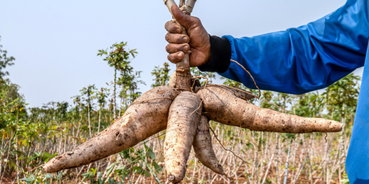 Botanical Name of Cassava