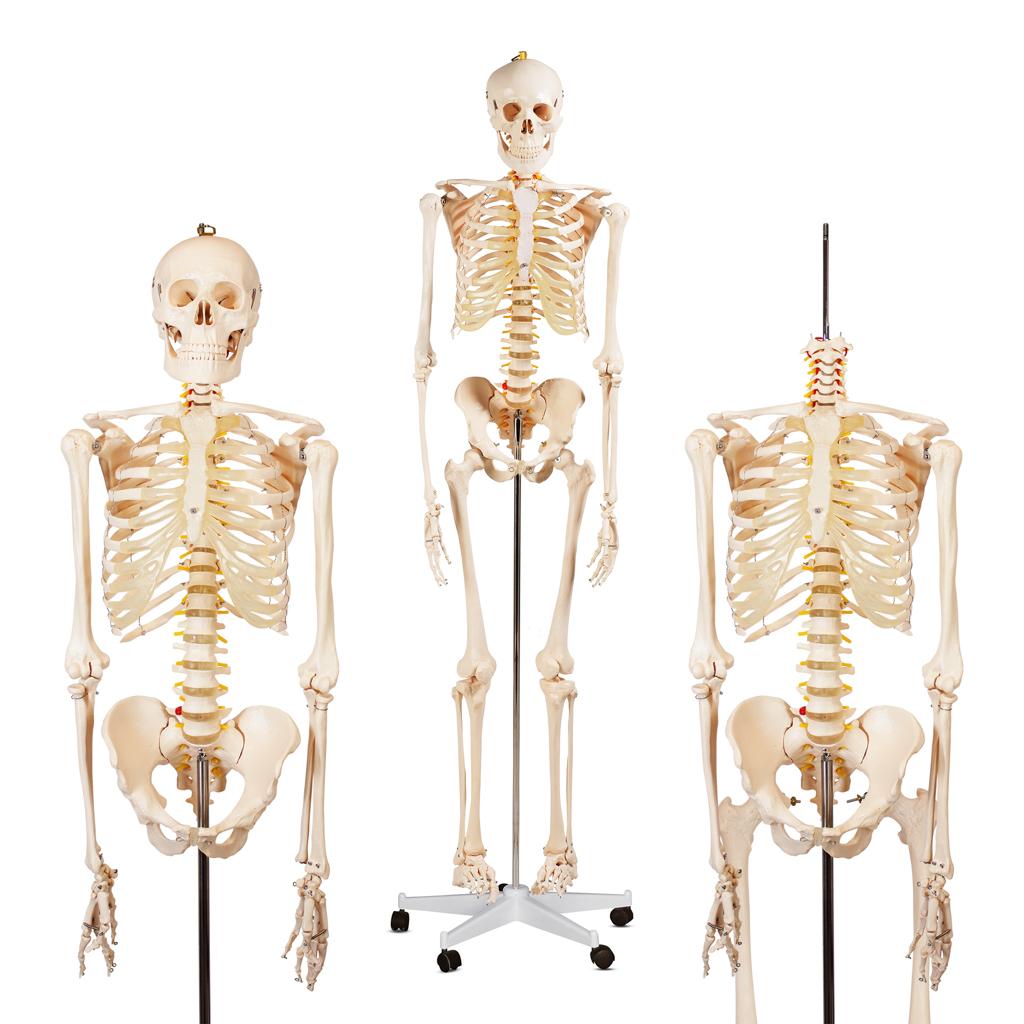 Human Skeleton Diagram Labeled