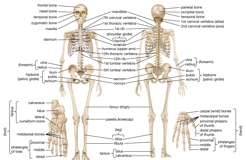 Human Skeleton Diagram Labeled