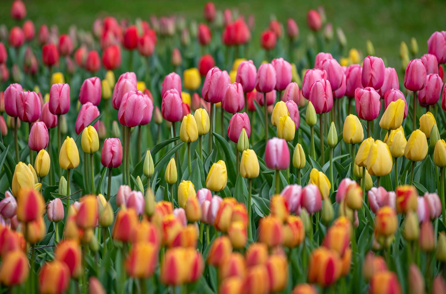 Examples of Ornamental Crops