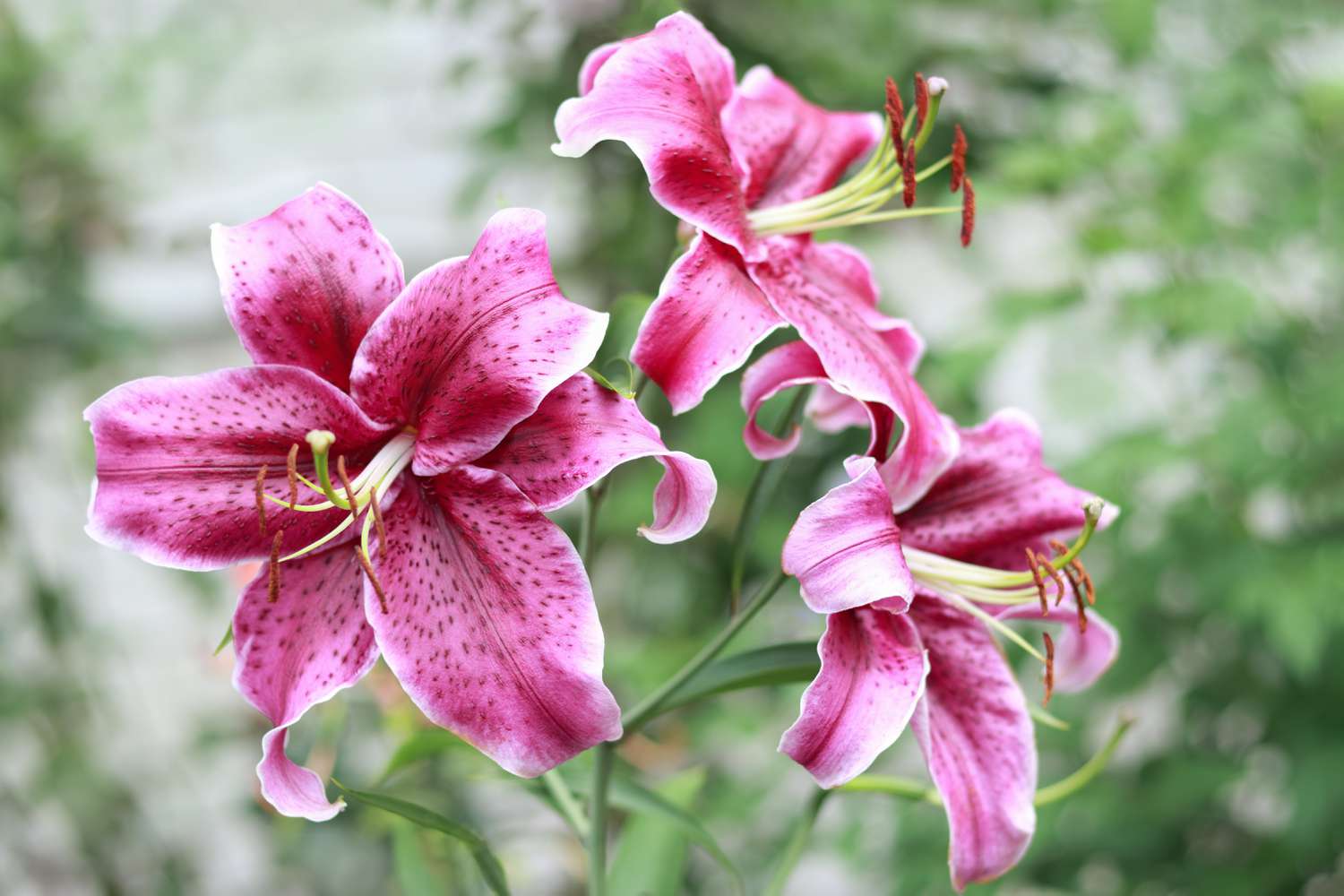 Examples of Ornamental Crops