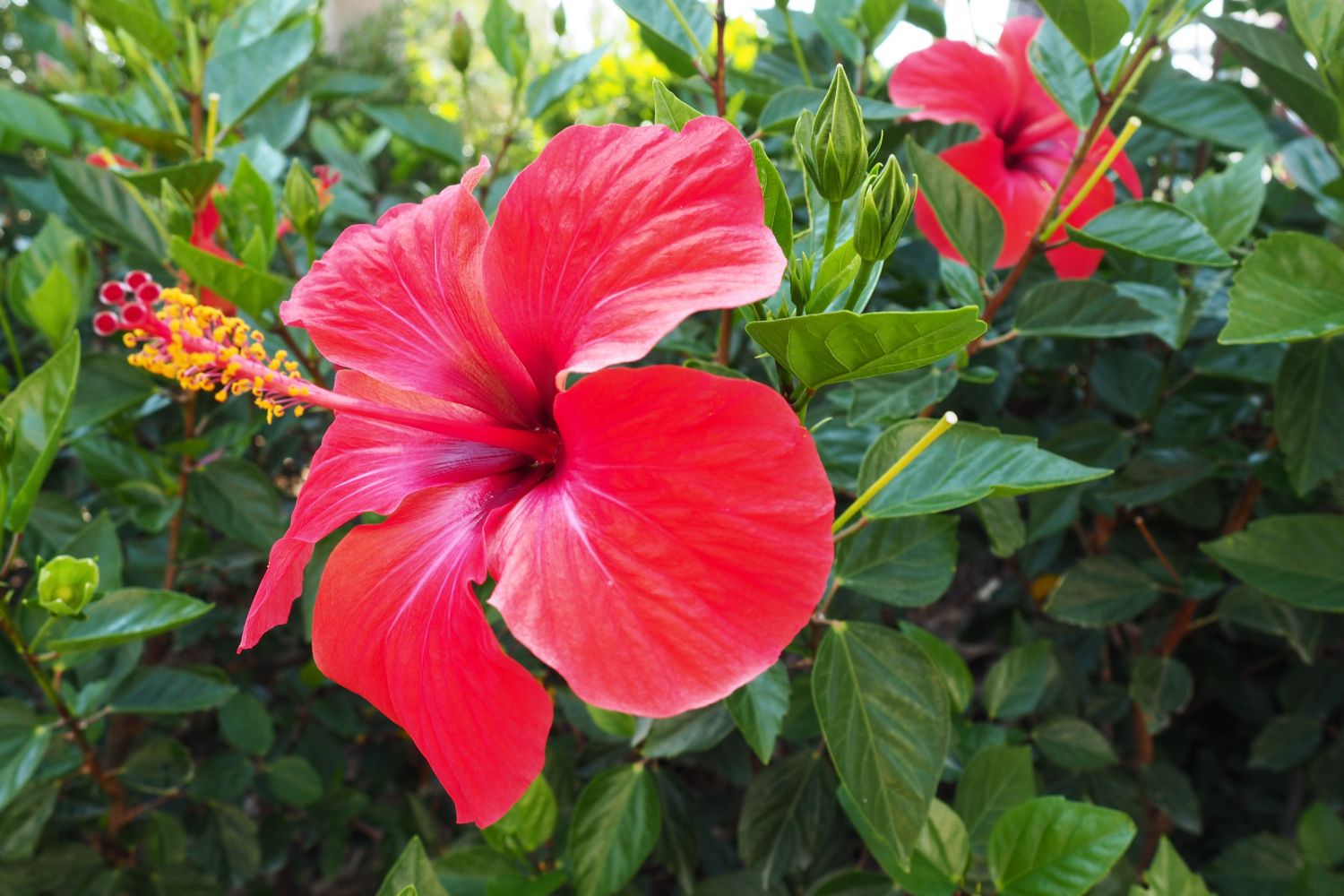 Examples of Ornamental Crops